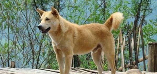 中国国犬是什么品种,中国国犬是什么品种的狗,华夏帝王犬哪个品种好？