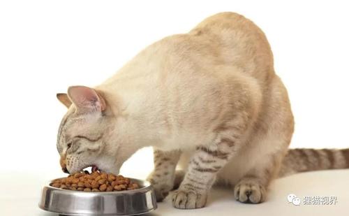 猫最好吃什么,猫最好吃什么肉,猫最喜欢什么食物？