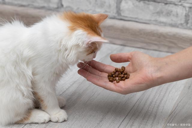 猫为什么会吐水,猫为什么会吐水和猫粮,猫咪刷牙要吐水吗？