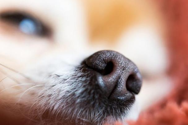 狗的鼻尖为什么经常是湿乎乎的,狗的鼻尖为什么经常是湿乎乎的东西,狗狗睡觉鼻子是湿的为什么？