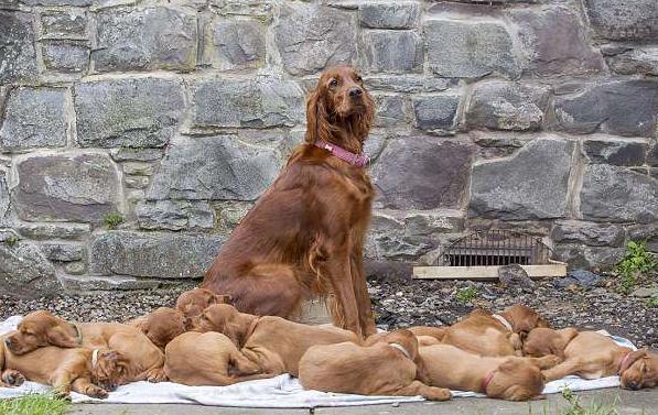 小狗怀孕几个月,小狗怀孕几个月生崽子,小狗一般怀孕大概要几个月才可以生下来？